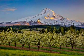 Oregon Pear Orchard In Bloom And Mt Hood | Obraz na stenu