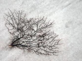 Oregon, Coos Bay Abstract Of Sea Fan | Obraz na stenu