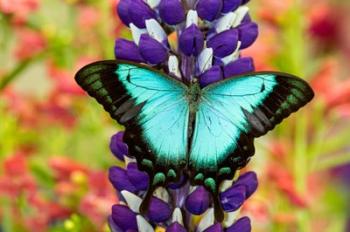 Asian Tropical Swallowtail Butterfly, Papilio Larquinianus On Lupine, Bandon, Oregon | Obraz na stenu