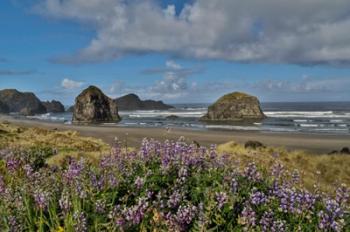 Lupine Along Southern Oregon Coastline | Obraz na stenu