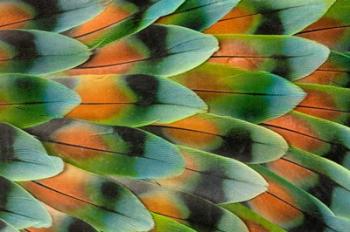 Lovebird Tail Feather Pattern, Bandon, Oregon | Obraz na stenu