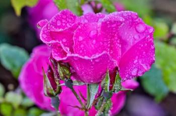 Rose With Dew Drops After Rain, Shore Acres State Park, Oregon | Obraz na stenu