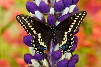 Swallowtail Butterfly, Papilio Polyxenes On Lupine, Bandon, Oregon | Obraz na stenu