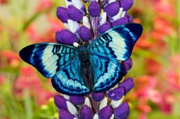Butterfly, Panacea Procilla On Lupine, Bandon, Oregon | Obraz na stenu