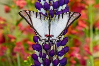 Eurytides Agesilaus Autosilaus Butterfly On Lupine, Bandon, Oregon | Obraz na stenu