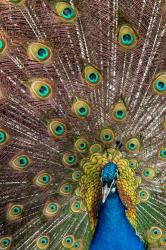 Male Peacock Fanning Out His Tail Feathers | Obraz na stenu