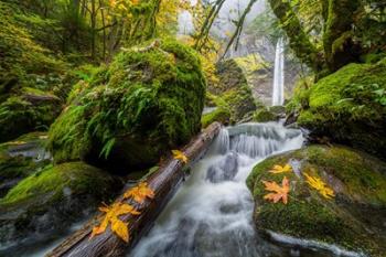 Autumn At Elowah Falls, Oregon | Obraz na stenu