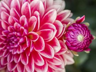 Close-Up Of A Red Dahlia | Obraz na stenu