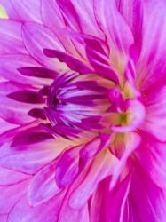 Macro Of A Pink Dahlia | Obraz na stenu