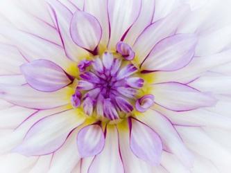 Purple & White Dahlia | Obraz na stenu