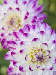 Pair Of Dahlias | Obraz na stenu