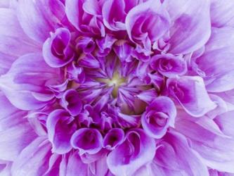 Close-Up Of A Purple Dahlia | Obraz na stenu