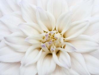 White Dahlia | Obraz na stenu