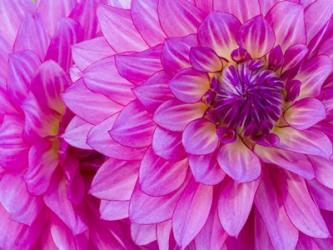 Hot Pink Dahlia | Obraz na stenu