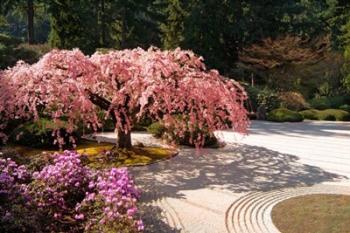 A Cherry Tree Blossoms Over A Rock Garden In The Japanese Gardens In Portland's Washington Park, Oregon | Obraz na stenu