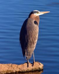 Great Blue Heron in the Rhododendron Garden, Portland, Oregon | Obraz na stenu