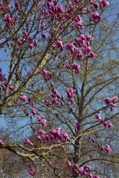 Magnolia Blossoms, Oregon Garden, Silverton, Oregon | Obraz na stenu