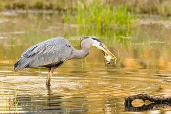 Great Blue Heron bird, William L Finley NWR, OR | Obraz na stenu