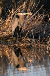 OR, Baskett Slough NWR, Great Blue Heron bird | Obraz na stenu