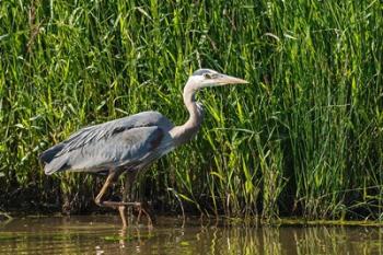 Oregon, Baskett Slough, Great Blue Heron bird | Obraz na stenu