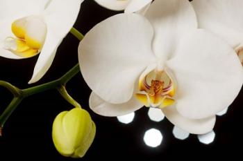 White Hybrid Orchids On Black | Obraz na stenu