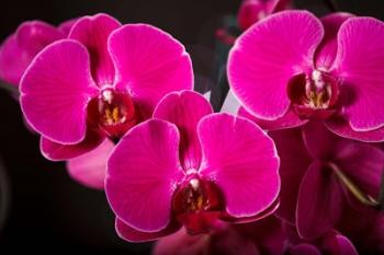 Purple Hybrid Orchids On Black | Obraz na stenu