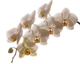 White Hybrid Orchids On White | Obraz na stenu