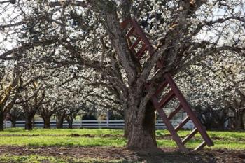 A Ladder In An Orchard Tree, Oregon | Obraz na stenu
