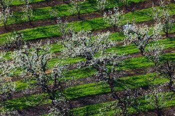 Rows Of Orchard Trees, Oregon | Obraz na stenu