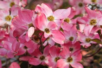 Pink Flowering Dogwood | Obraz na stenu