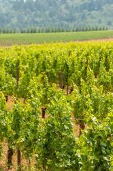 Winery And Vineyard In Dundee Hills, Oregon | Obraz na stenu
