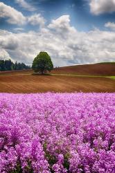 Willamette Valley Of Oregon | Obraz na stenu