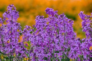 Rocket Plants In Full Bloom, Oregon | Obraz na stenu