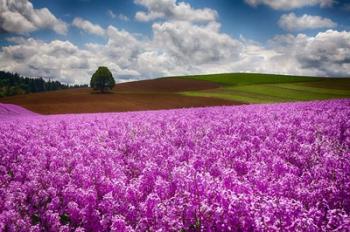 Willamette Valle With Dames Rocket Plants, Oregon | Obraz na stenu