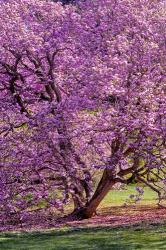 Tree In Bloom, Pennsylvania | Obraz na stenu