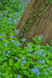 Spring Flowers Blossoming Around A Tree Trunk | Obraz na stenu