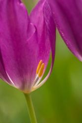 Detail Of Purple Tulips | Obraz na stenu