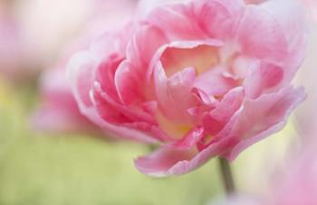 Pink Double Tulip Flower, Pennsylvania | Obraz na stenu