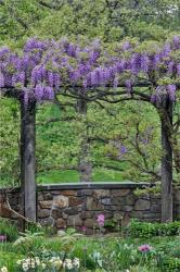 Wisteria In Full Bloom On Trellis Chanticleer Garden, Pennsylvania | Obraz na stenu