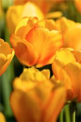 Tulip Garden, Longwood Gardens, Pennsylvania | Obraz na stenu