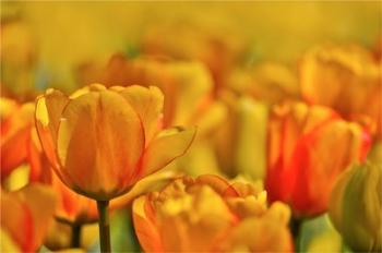 Tulip Garden, Longwood Gardens, Pennsylvania | Obraz na stenu