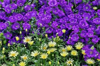 Bell Flowers And Yellow Daisies, Longwood Gardens, Pennsylvania | Obraz na stenu