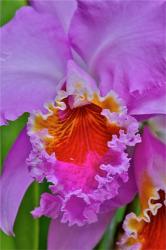 Orchids In Longwood Gardens Conservatory, Pennsylvania | Obraz na stenu