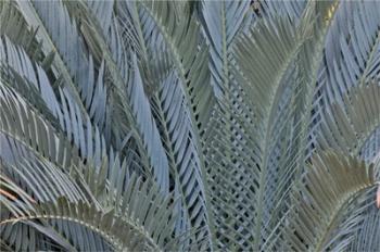Palm Leaves In Silver Plant Display, Longwood Gardens, Pennsylvania | Obraz na stenu