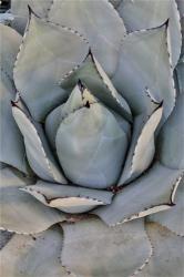 Silver Toned Succulent, Longwood Gardens Conservatory, Pennsylvania | Obraz na stenu