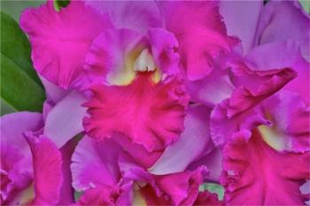 Orchids In Longwood Gardens Pennsylvania | Obraz na stenu