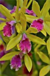 Orchids In Longwood Gardens Conservatory, Pennsylvania | Obraz na stenu