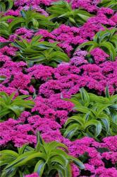 Pinks And Green Design In The Conservatory, Longwood Garden, Pennsylvania | Obraz na stenu