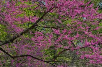 Redbud Tree In Full Bloom, Longwood Gardens, Pennsylvania | Obraz na stenu