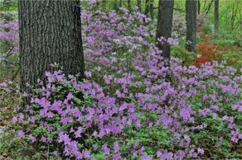 Azaleas In Bloom, Jenkins Arboretum And Garden, Pennsylvania | Obraz na stenu
